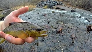 Berks County Native Trout Exploration and Winter Update