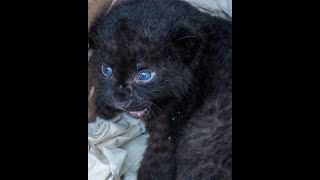 WTI’s Rescue Team Reunites Leopard Cub with its Mother