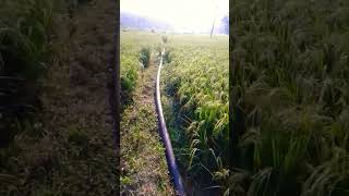 Farming #shor t vido youtube shorts video