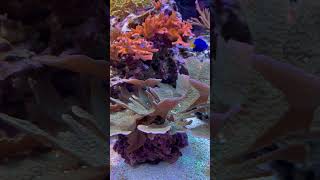 Quick update 4/7 #aquarium #marinetank #reefaquarium #update #reef #aquariummtp #mtp