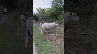 Ein Lämmchen mit Mama 🐑 #schaf #lämmchen #natur #naturspaziergang #entspannung