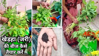 घर पर खेड़हा (जरी) की बीज कैसे तैयार करें | khedha jari bhaji chhattisgarh | How to make seeds