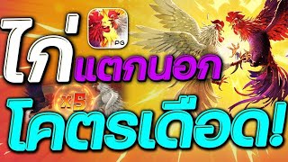 สล็อตpg สล็อตแตกง่าย : PG Rooster Rumble ไก่แตกนอกโครตเดือด🔥🔥🔥