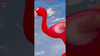 zoo wild animals for kids and for toddlers and for babies FLAMINGO