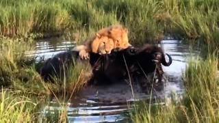 Young male lion quickly realises how powerful a buffalo bull is