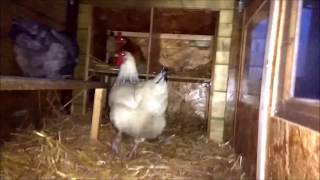 La Gallina Blanca ataca a la Blanca y la Negra para que no dejarlas entrar al Gallinero 20-03-2017