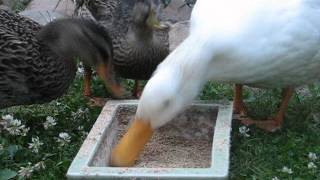 July 10, 2010 - Ducks Eating (Hewey, Dewey, Lewie, and Daisy)