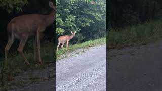 Garden danger again! The deer brought their friends! #deer #danger #garden #nature