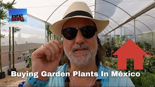 Buying Garden Plants In México - México Beach Home Renovation