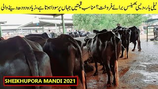 Sheikhupora Saturday Cow Mandi Rates Updates-Buffalo Rates -  Sheikhupura Mandi 2021 Today