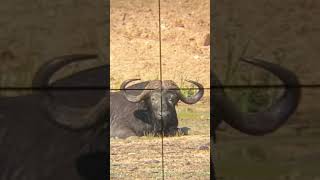 Buffalo kill shot