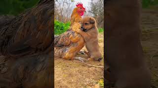 friendship puppy and chicken a beautiful movement #dog #cute #animals #pets #doglover #chicken