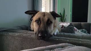 Poor babies cant go outside its raining #funnydogs #cute #pet #animals #fypシ #spoiled #shortvideo