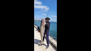 Pesca de CORVINA GIGANTE DO RIO TEJO PORTUGAL