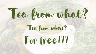 Make your own green tea for free!