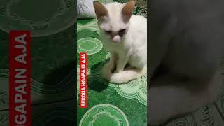 BERDUA NGAPAIN AJA #shorts #kucing #kucinglucu #kucingimut #kucingkampung #cats #istanalokajaya