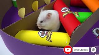 Hamster Pringles Maze