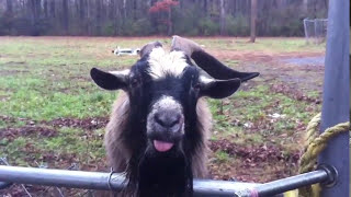 Funny Goats that can talk