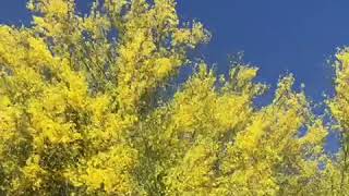 Blossom season in Arizona