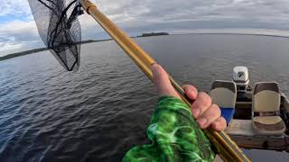 Neuse River Stingray