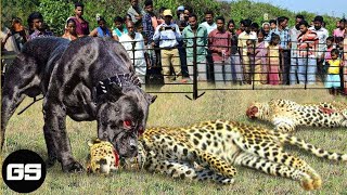 Scary Video Animal Fight | 15 Moments When Hungry Leopards Broke Into People's Houses to Hunt Dogs