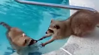 Raccoon Lifeguard helping buddy out of water