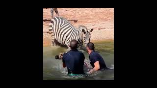 Men Save A DROWNING Zebra! 🫣