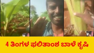 4 months Banana Plantation ಬಾಳೆ ತೋಟ