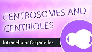 Intracellular Organelles- The Centrosome