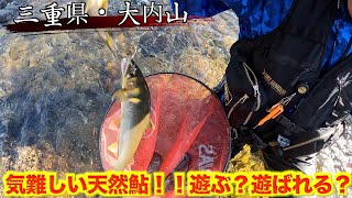 【三重県・大内山川】踏むほどの天然鮎癖のある河川攻略できるか？