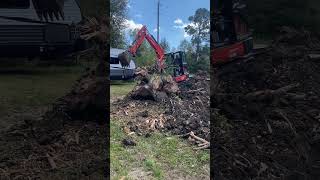 Removing a 100 yr old dead tree from my parents, property, with help from the babies. 🥰❤️#country