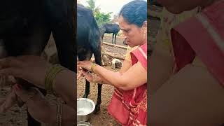 #Two hands goat milking 😍🔥#youtube #short