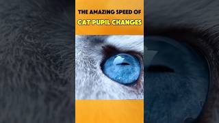 The Amazing Speed of Cat Pupil Changes #short #pupilcats