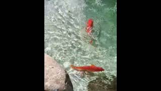 fish acting like kids at a water park