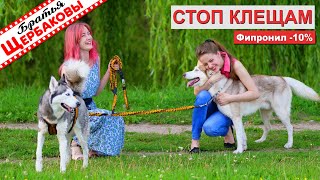 Как ЗАЩИТИТЬ СОБАКУ и кота ОТ КЛЕЩЕЙ? Тест капель на холку. ФИПРОНИЛ отлично работает!