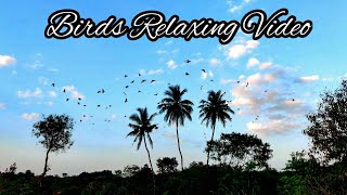 Birds Relaxing Video 😉😉😉