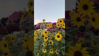 Вальс цветов. Miracle Garden. Dubai.