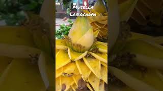 MUSELLA LASIOCARPA | ORNAMENTAL BANANA FLOWER | GOLDEN YELLOW LOTUS BANANA