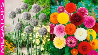 7 Flores Hermosas con Forma de Pompones