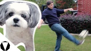 How a Dog Ought to be Kicked