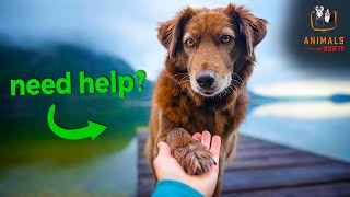 Top 10 Critical Signs Your Dog is Begging for Help