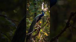 most beautiful peacock in the world💯%#youtubeshorts #viralvideo #beautiful #please_subscribe