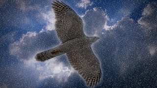 Ястреб-тетеревятник  у дома. Goshawk.