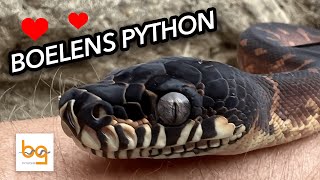 Boelens Python - the only thing better than a Boelens Python is....