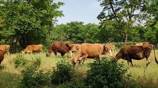 Jersey Cattle Breeding Farm Palampur Himachal Pradesh