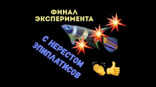 ОКОНЧАТЕЛЬНЫЙ РЕЗУЛЬТАТ ПО ПЕРВОМУ НЕРЕСТУ ЭПИПЛАТИСОВ!