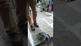 Hubby Gives Squirrels Peanuts