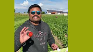 Strawberry Picking in Germany.