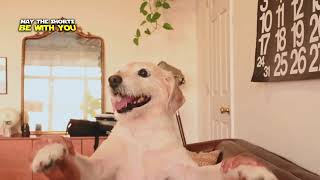 Cute Dogs Acting #dog