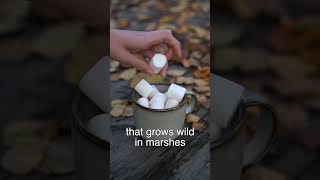 Why Marshmallow Is Called Marshmallow!